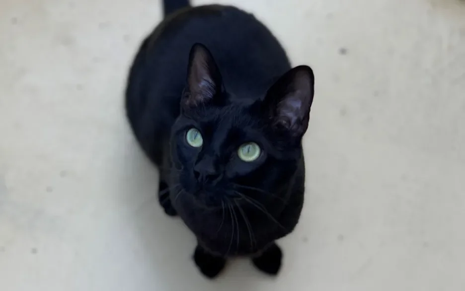 Luka