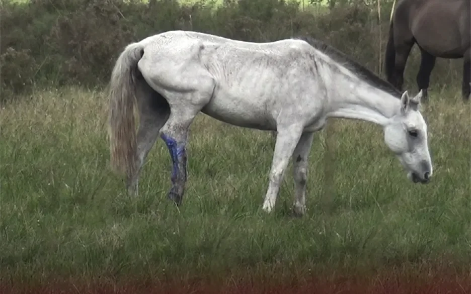 Mager paard