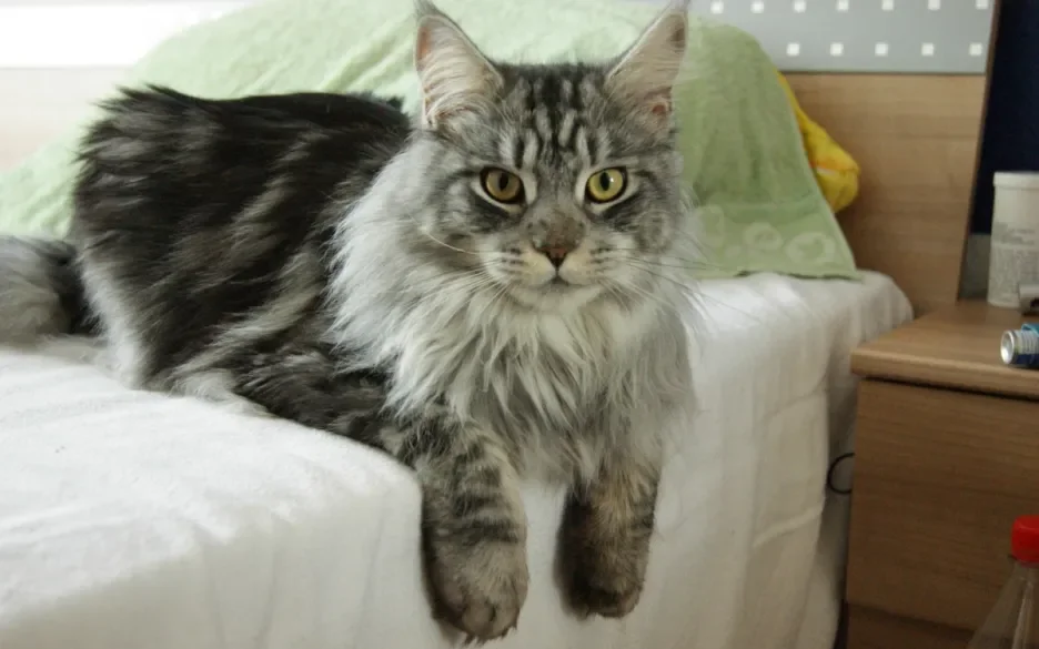 Maine Coon