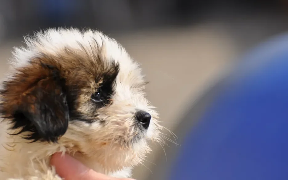 Naturashond puppy