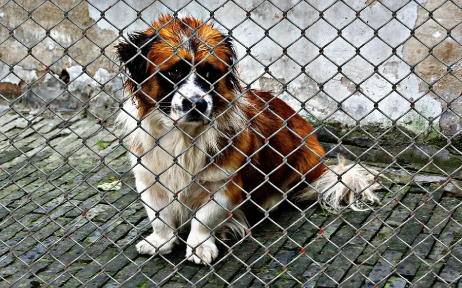 Opgesloten hond