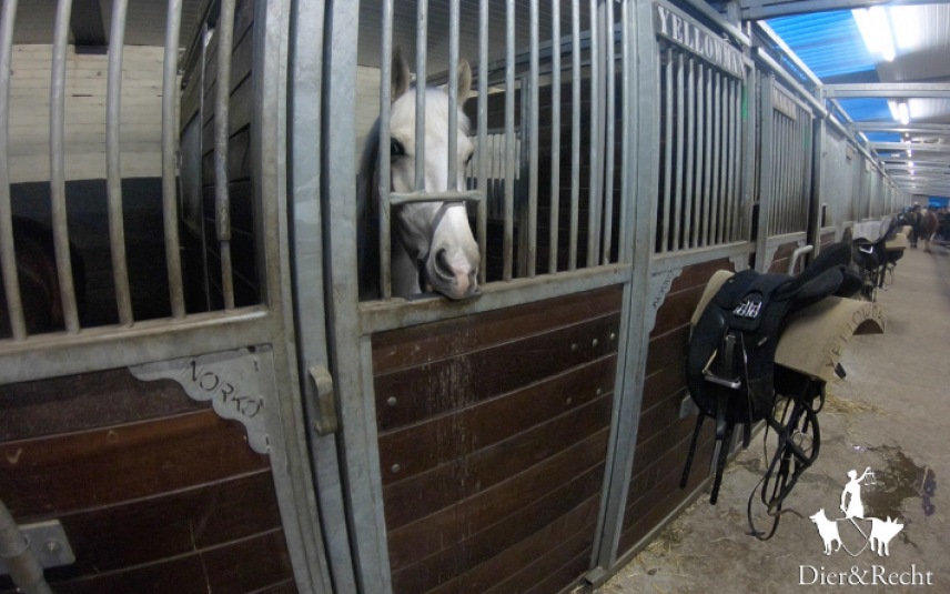 Paard in een stal