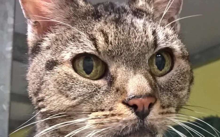 Kat Patty