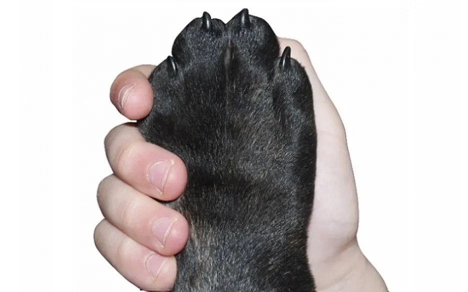 Paw