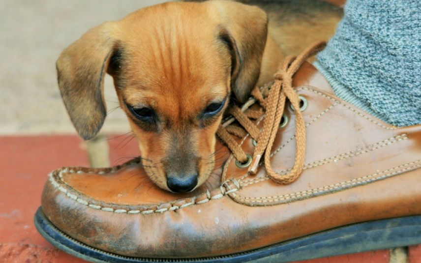 Pup bijt op schoen