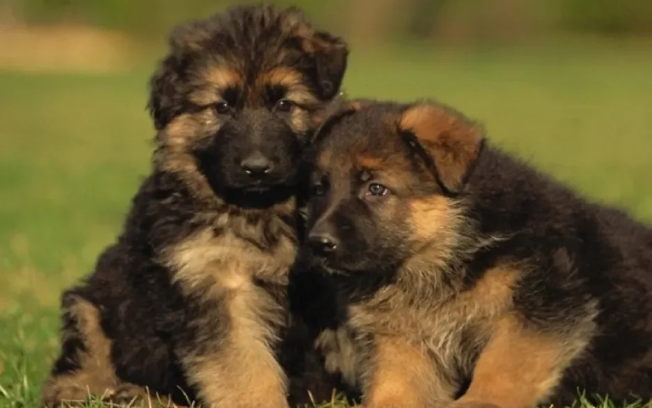Pups