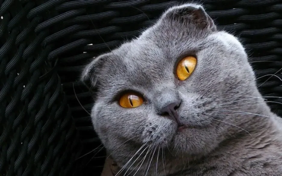 Scottish Fold