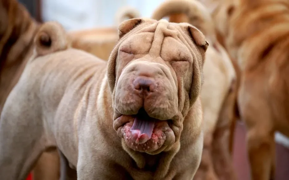 Shar-pei