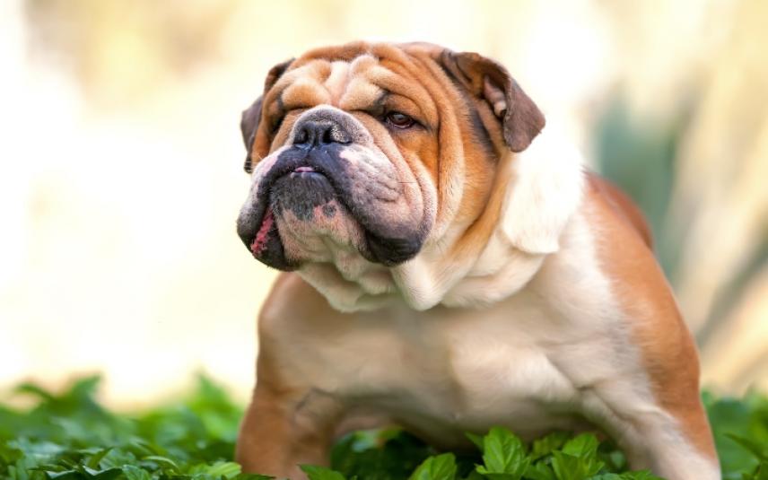 Hond (Shutterstock)