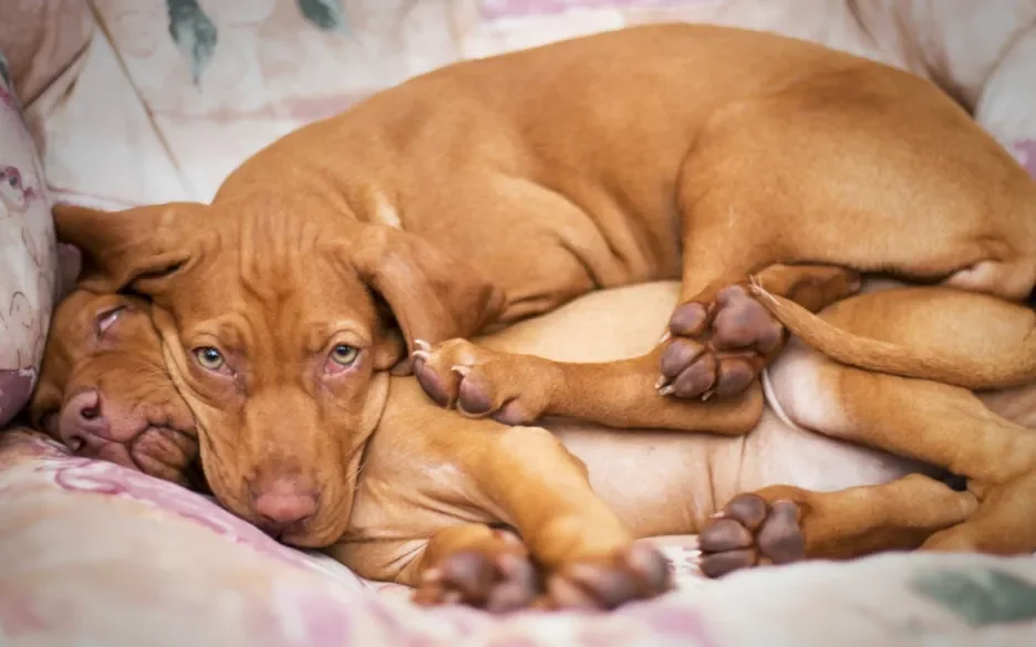 Slapende honden
