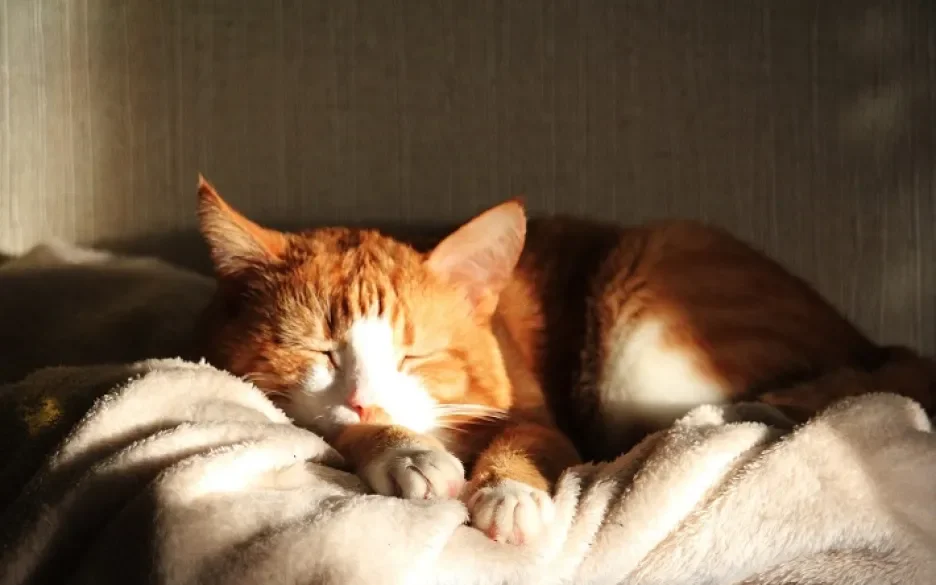 Slapende kat