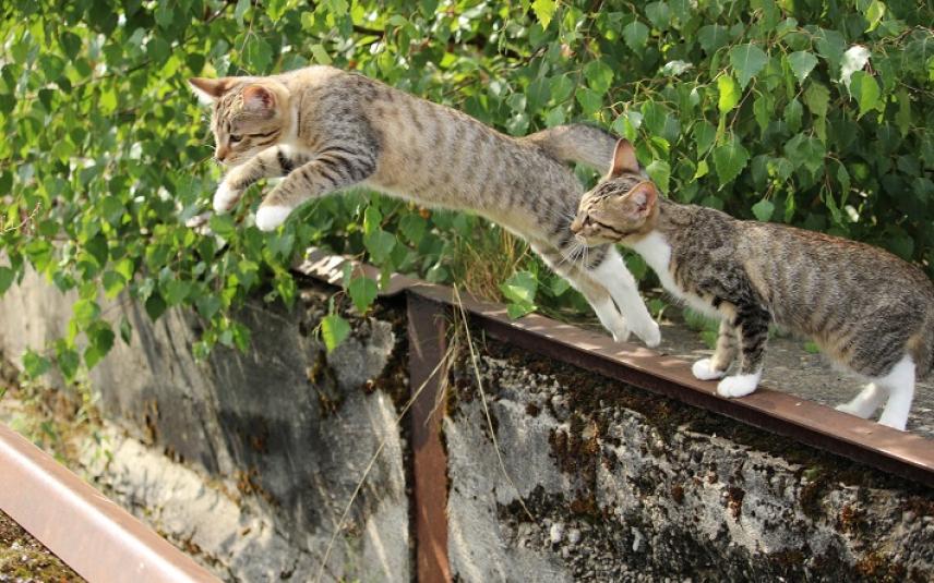 Springende kat