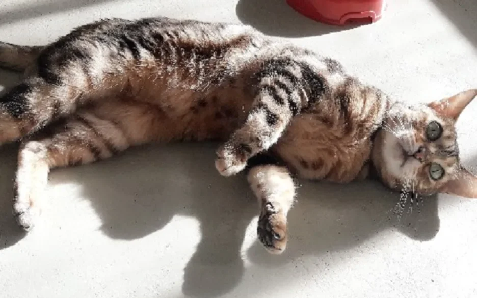Tiga
