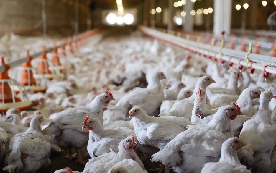 TTIP en CETA bedreigen dierenwelzijn in Europa