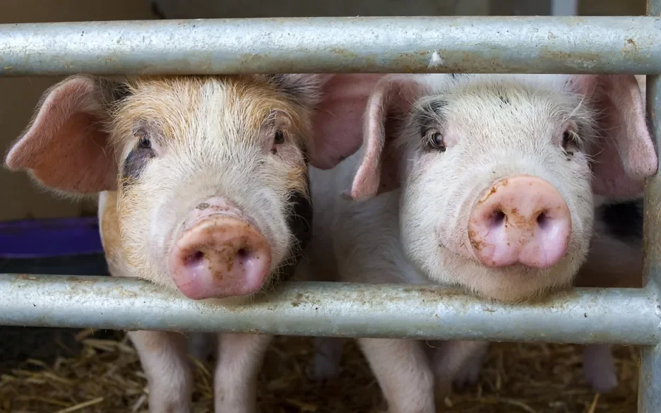 Varkens in een stal
