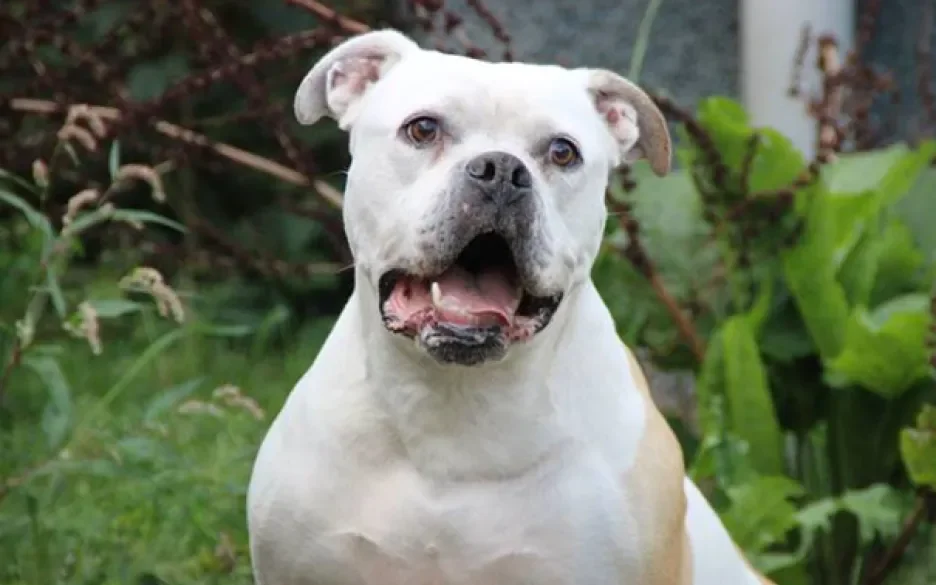 Bulldog Vasco