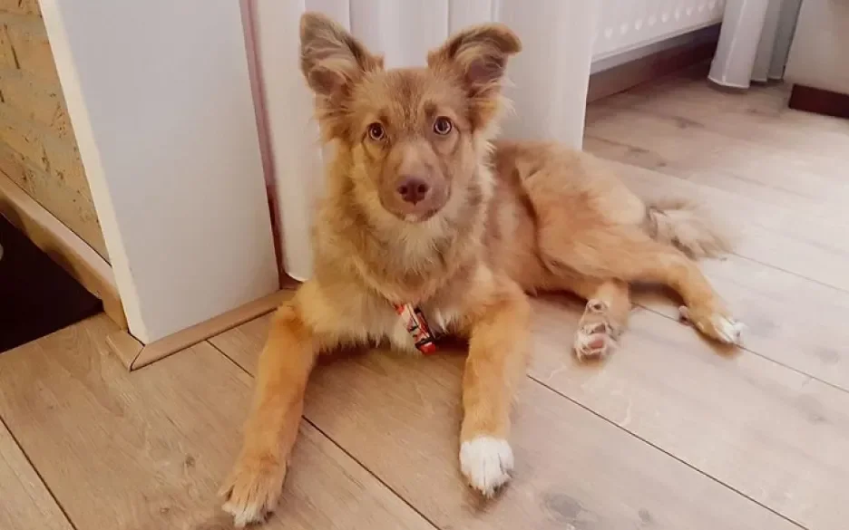 Vito