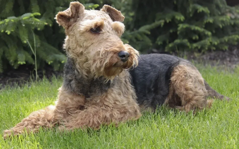 Welsh terriër