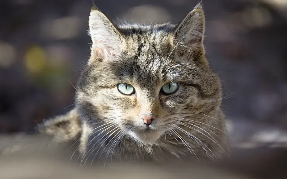 Wilde kat