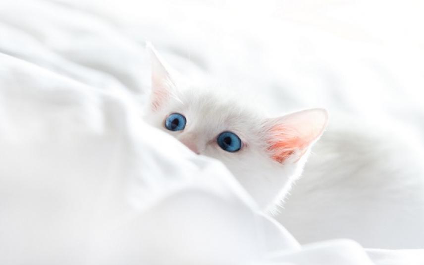 Witte kat met blauwe ogen