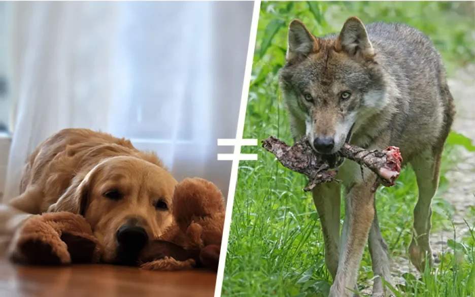 Wolfshond-met-vers-vlees