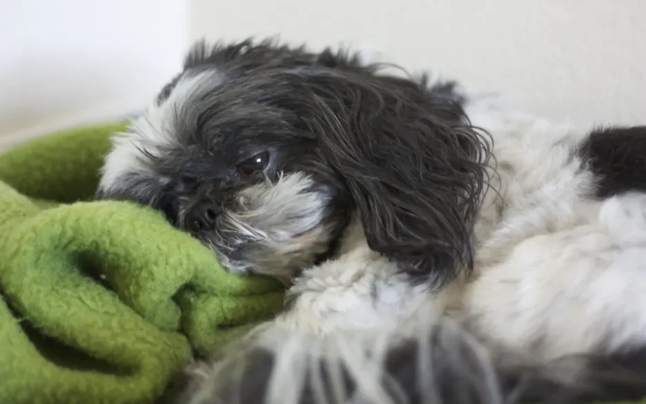 Zieke hond