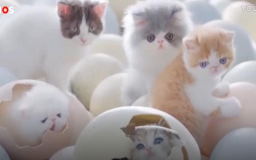 Kittens kruipen uit ei