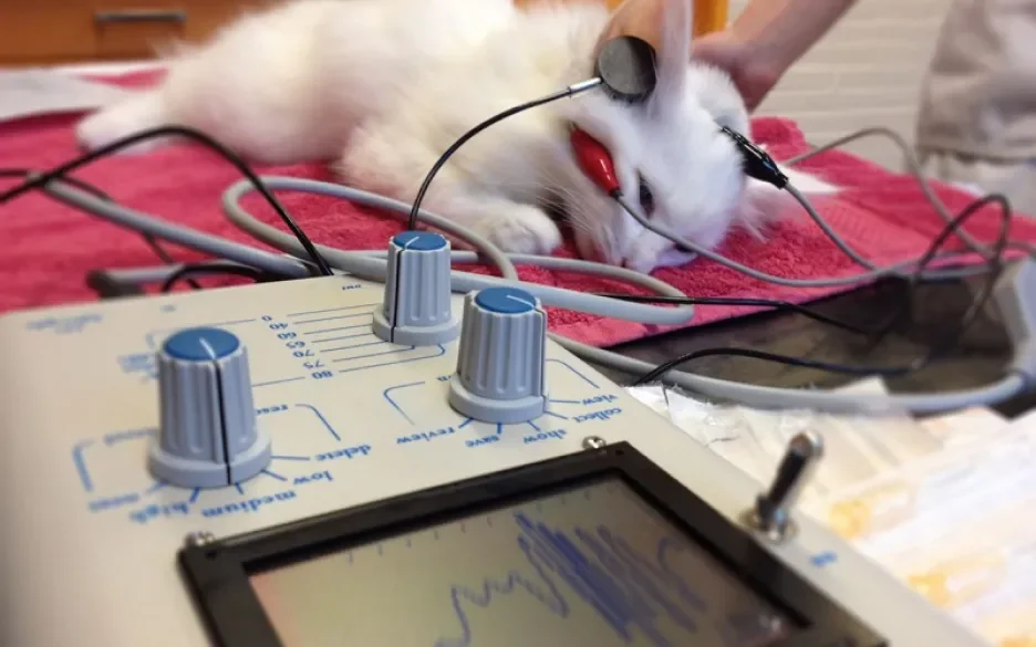 Raskattenbaertest