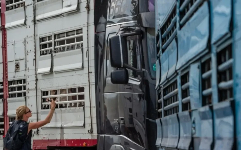 Kalftransport