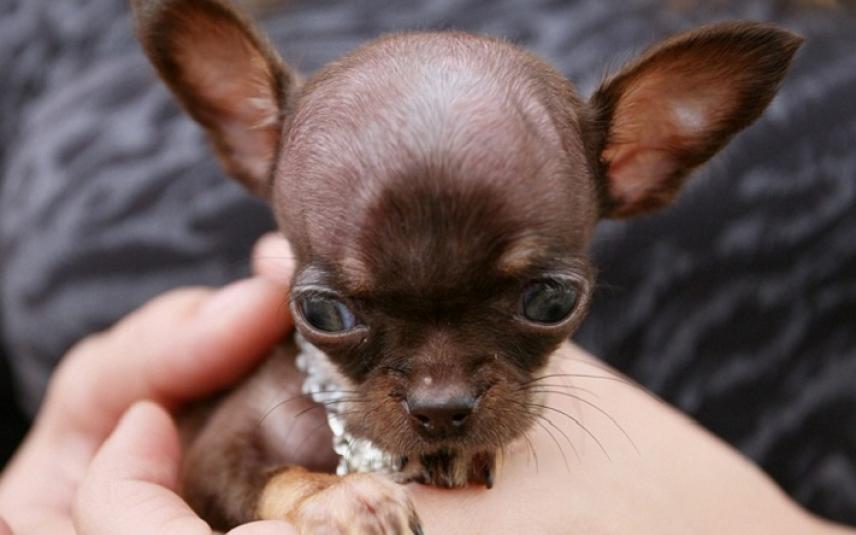 Surrey Generaliseren Denk vooruit Kleinste hond ter wereld: Chihuahua Milly | Dier&Recht