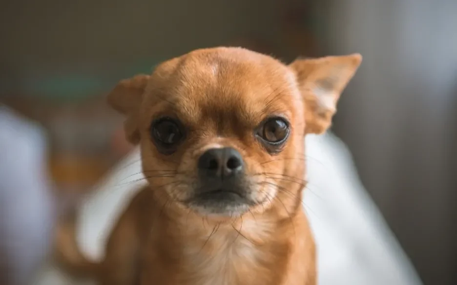 Minihondje