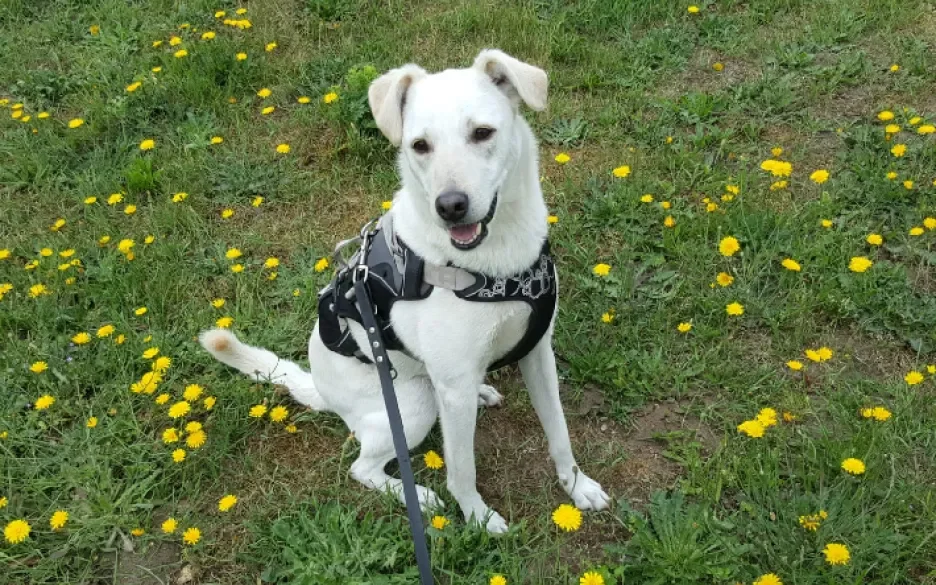 hond Bowie