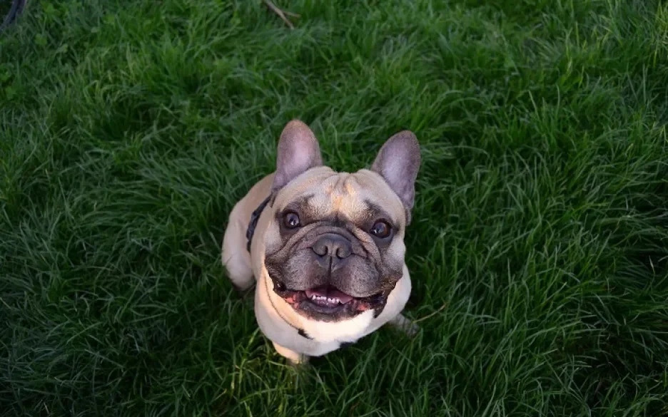 Frans buldog