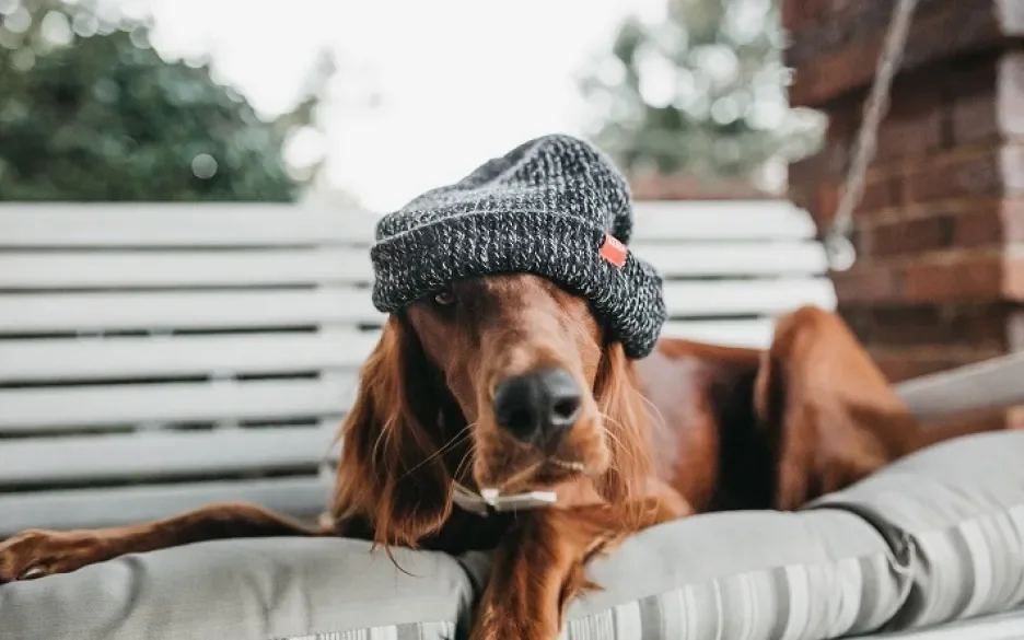 Hond met muts op