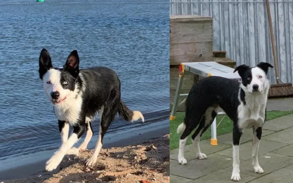 hond Sky