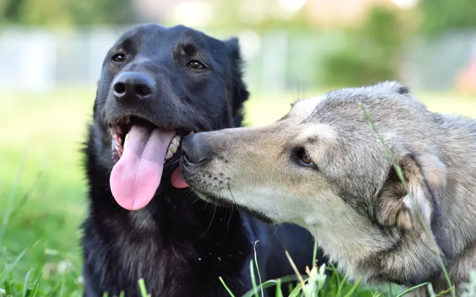 kussende honden