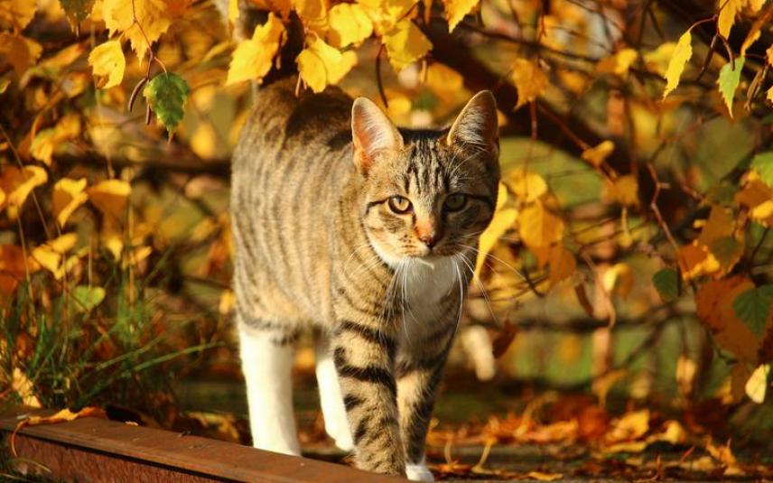 kat in herfst