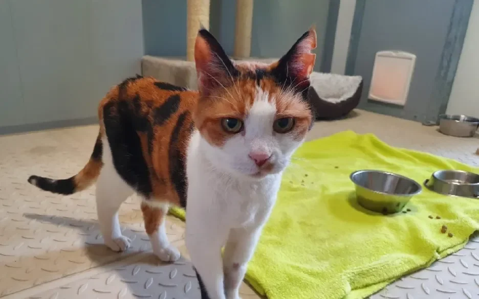 Bibi van 17 zoekt een nieuw huis