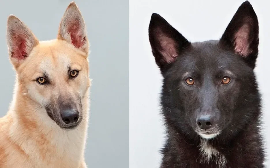 Asielhonden Bonny en Clyde zoeken buitenverblijf