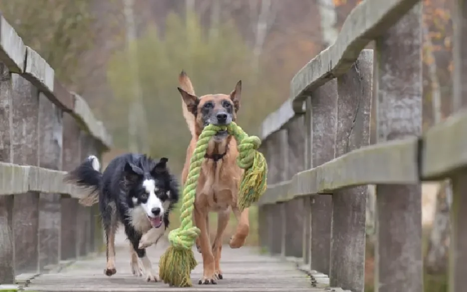 succesvolle hondenadopties
