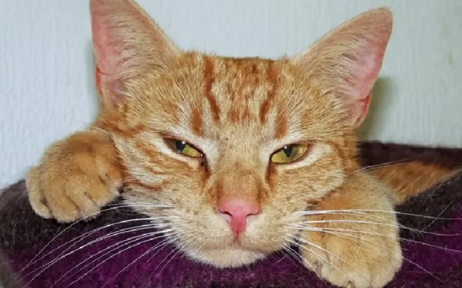 succesvolle kattenadopties