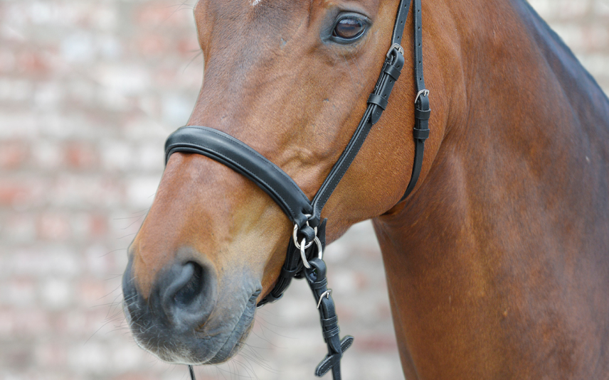 Paarden ervaren aanzienlijk minder pijn wanneer ze worden bereden met een hoofdstel zonder bit.