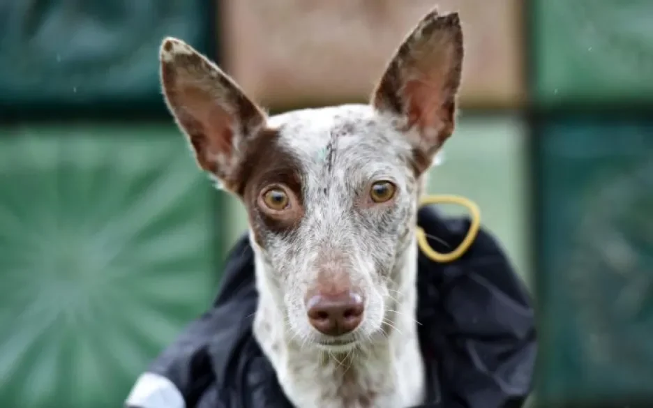 asielhond Wendy zoekt een vriend voor het leven