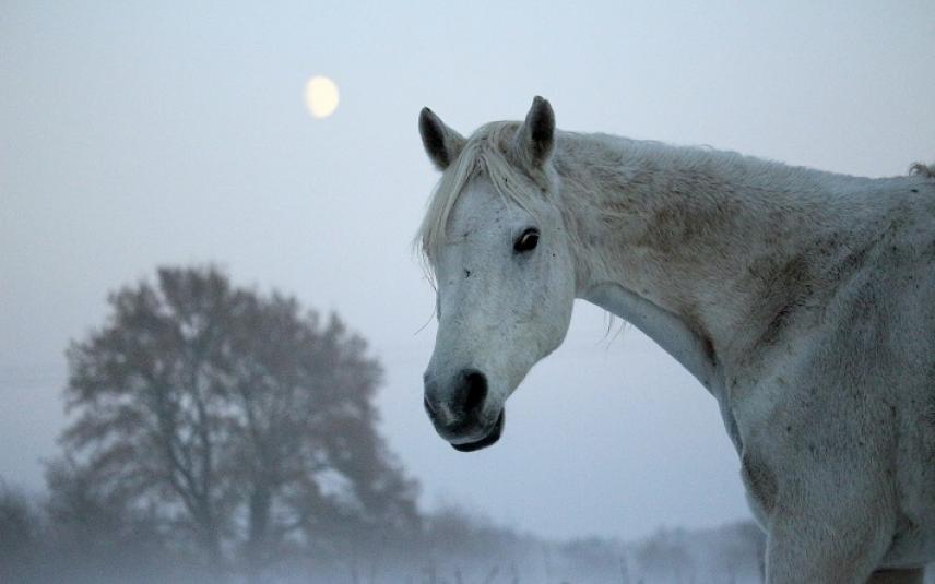paarden krijgen maagzweren door winters voerregime