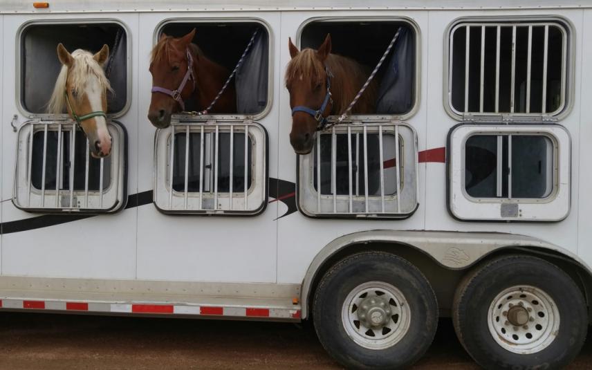 paardentransport