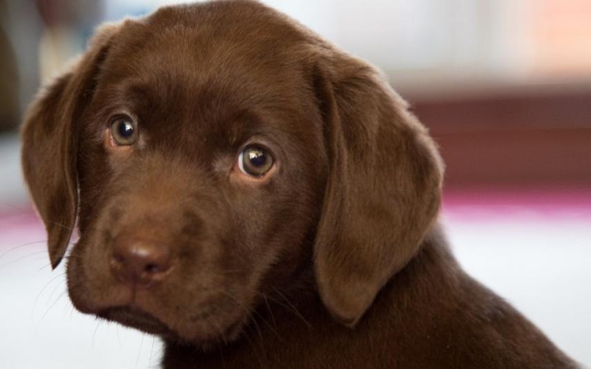 Labradorpups krijgen een stamboom, als ouders elleboogproblemen hebben