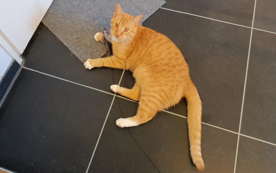 siem op vloer