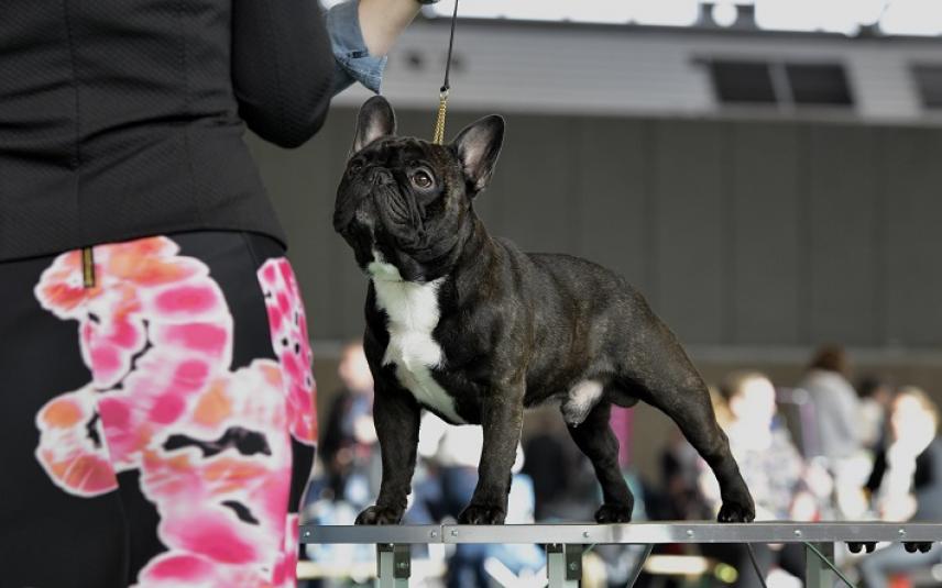 Franse bulldog met afgesloten neusgaten: hondenshow Amsterdam 2017