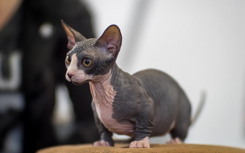 Bambino sphynx: designer cat - kaal en met korte poten