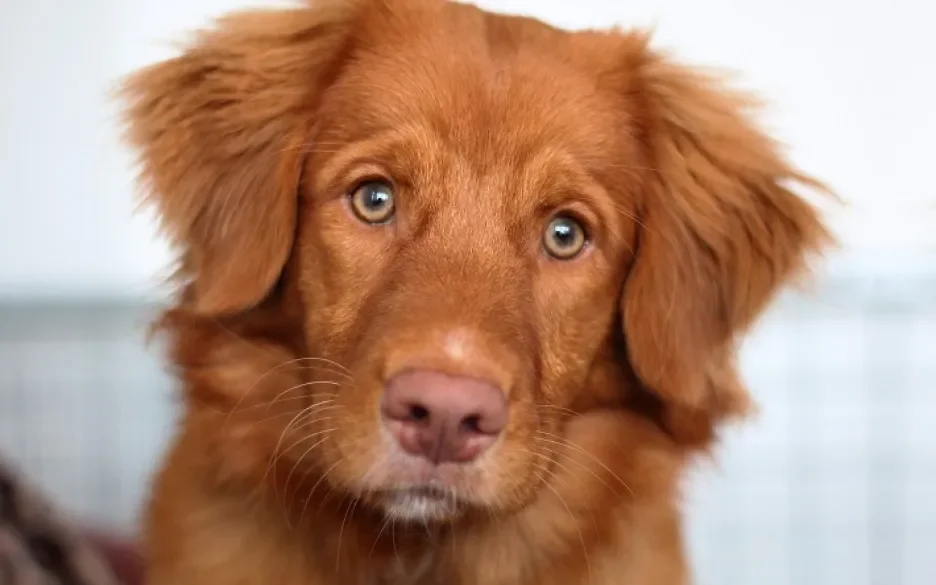 Nova scotia duck tolling retriever